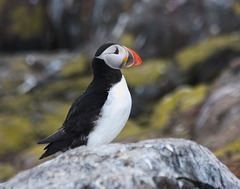 PuffinIMG 9580