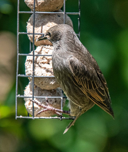 Young starling