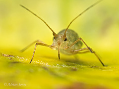 Aphid