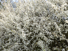 Blackthorn blossom