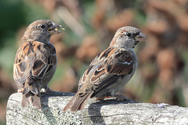 EOS 90D Peter Harriman 11 00 39 98976 houseSparrows dpp