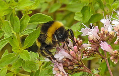 20230713 1849CPw [D~LIP] Dost (Origanum vulgare), Dunkle Erdhummel (Bombus terresris), Bad Salzuflen