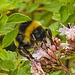 20230713 1849CPw [D~LIP] Dost (Origanum vulgare), Dunkle Erdhummel (Bombus terresris), Bad Salzuflen