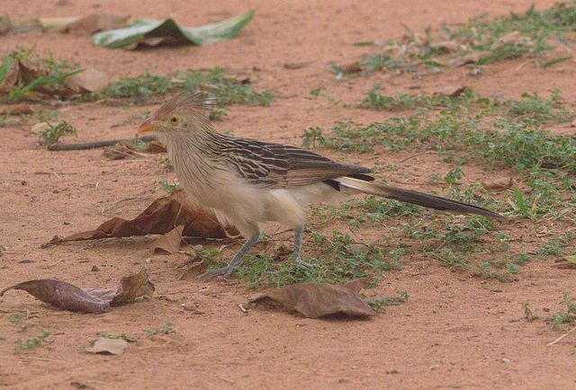 EF7A1876 Guira Cuckoo