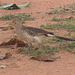 EF7A1876 Guira Cuckoo