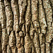 Bark