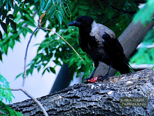 a crow just across my balcony