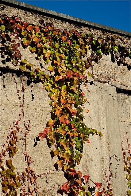 An der Wand hoch, der Sonne entgegen