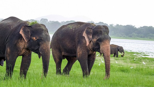 Sri Lanka tour - the fifth day, Minneriya National Park