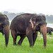 Sri Lanka tour - the fifth day, Minneriya National Park