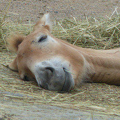 Prague Zoo (9) - 19 August 2017