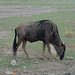 Ngorongoro, The Wildebeest