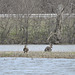 Juvenile Bald Eagle