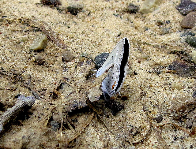 A tiny 'Hairstreak' butterfly