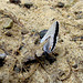 A tiny 'Hairstreak' butterfly