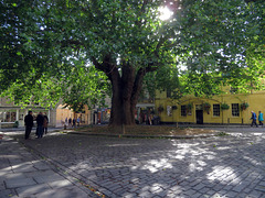 Abbey Green