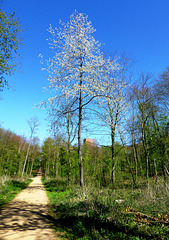 DE - Brühl - Springtime