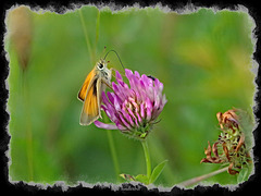 Small Skipper   /   June 2019