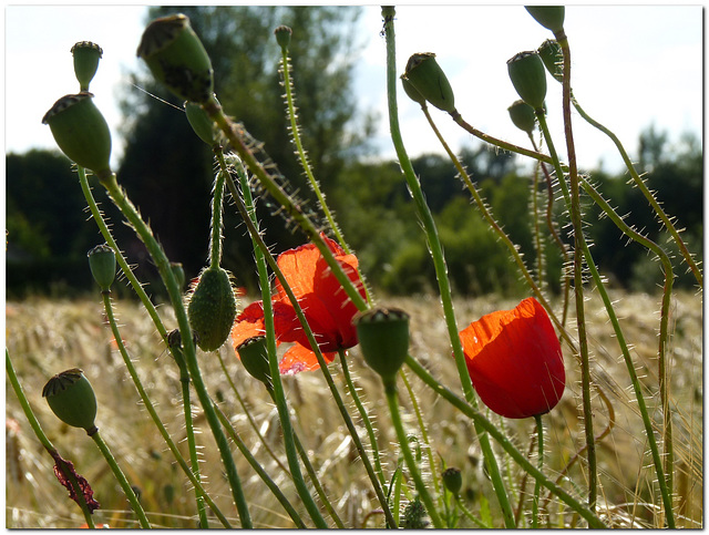 Papaveri- Poppies