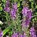 The purple loosestrife is abundant