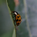 Ladybird And Curves