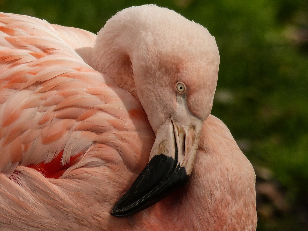 Pretty in pink