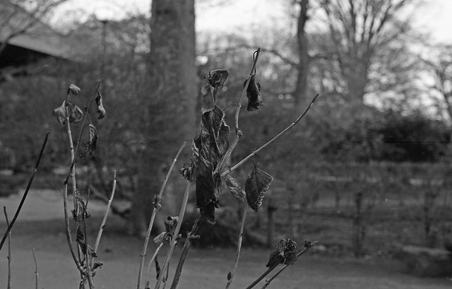 Dry hydrangea