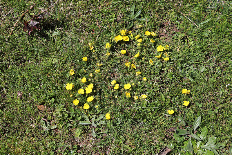 Potentille printanière (2)
