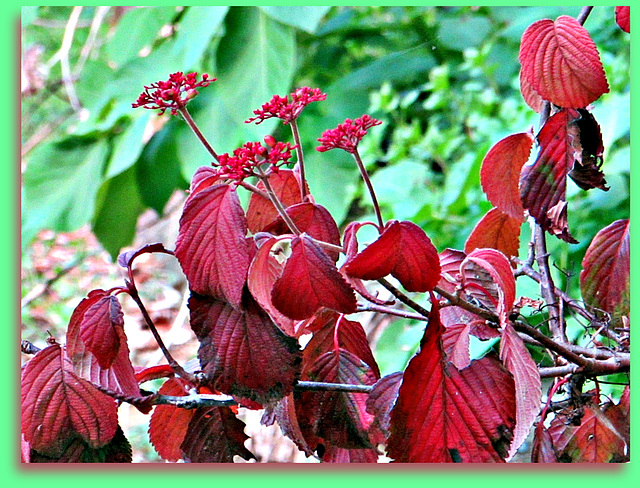 Red and Green.