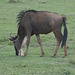 Ngorongoro, The Wildebeest