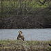 Juvenile Bald Eagle