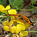 Pearl Crescent (Phyciodes tharos)