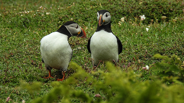 20190612 5067CPw [R~GB] Papageitaucher, Skomer, Wales