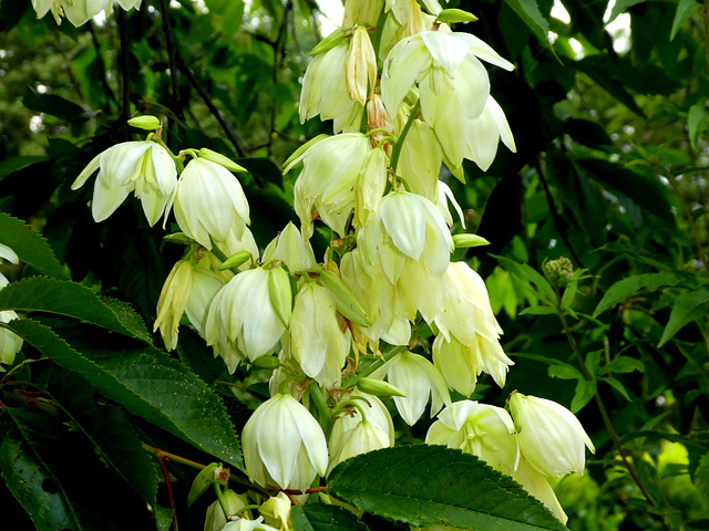 Yucca glauca