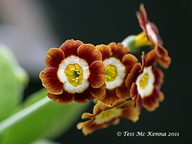 Primula 038