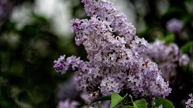 Lilacs