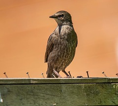 Young starling