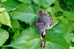 Rat parisien