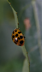 Ladybird And Curves