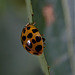 Ladybird And Curves
