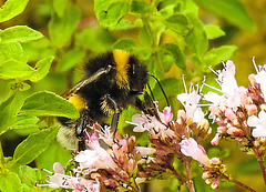 20230713 1850CPw [D~LIP] Dost (Origanum vulgare), Dunkle Erdhummel (Bombus terresris), Bad Salzuflen