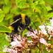 20230713 1850CPw [D~LIP] Dost (Origanum vulgare), Dunkle Erdhummel (Bombus terresris), Bad Salzuflen