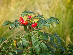 Rosehips