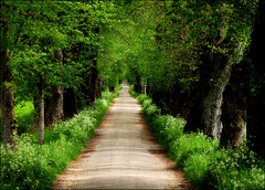 a walk in the green