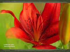 red lily