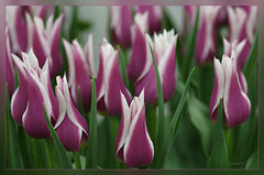 tulp