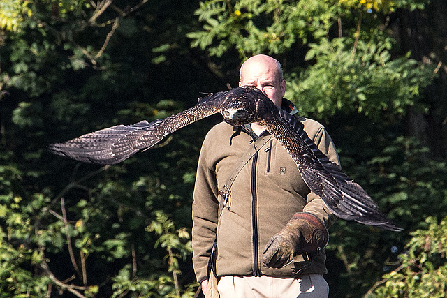 20151010 9229VRAw [D~H] Adler, Wisentgehege, Springe-Deister