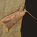 EF7A8143moth Tachystola acroxantha