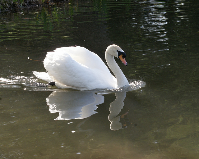 cygne / swan