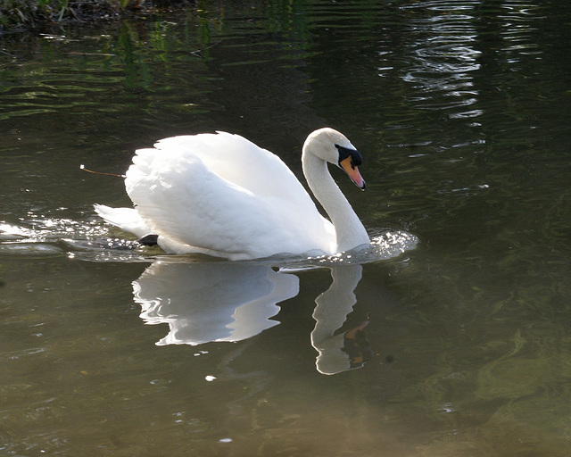 cygne / swan cygne / swan